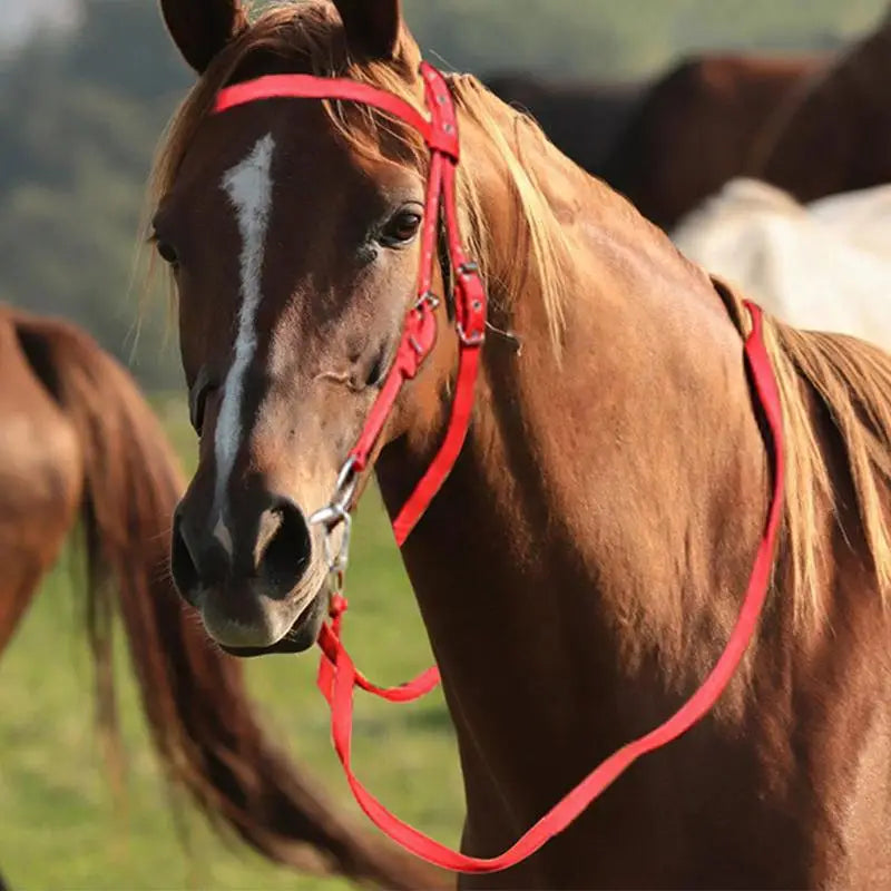Horse Bridle Nylon Adjustable Snaffle Noseband, Equine Reins for Women Men,  Soft Lined Trail Riding Equestrian Supplies